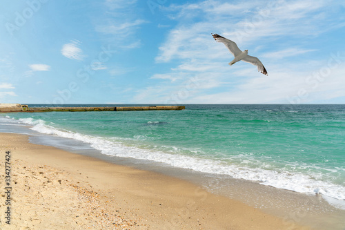 Black sea beach with flying seagull in blue sky, Odessa, Ukraine