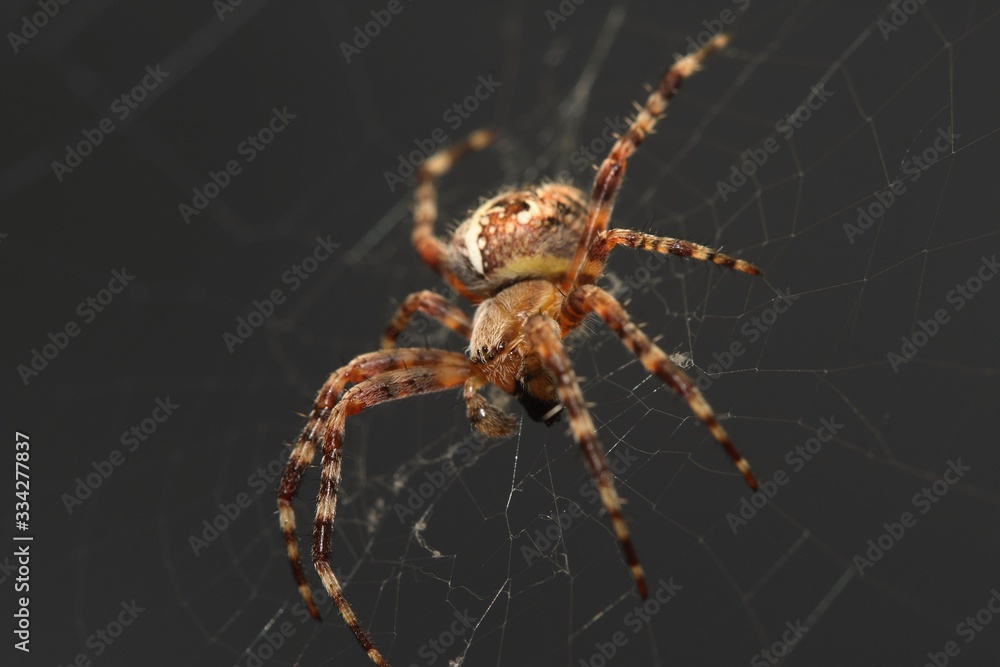 spider on web spider on web