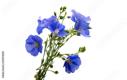 flax isolated