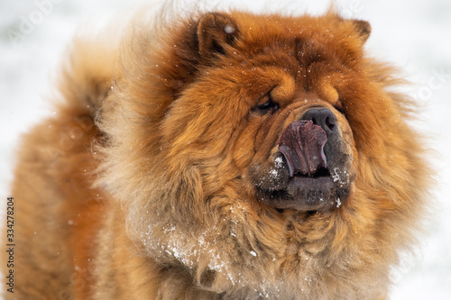 Chow chow  Chinese breed. Winter  snow. Violet tangue.
