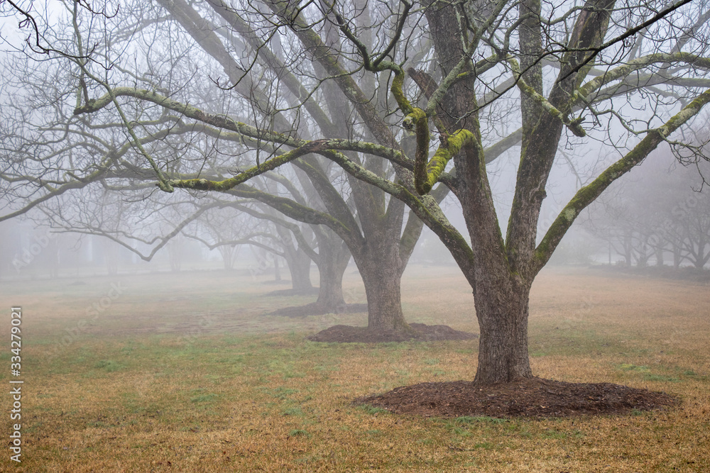 Close-up of a row of old pecan trees with moss covered branches, early springtime, park-like setting, foggy morning.