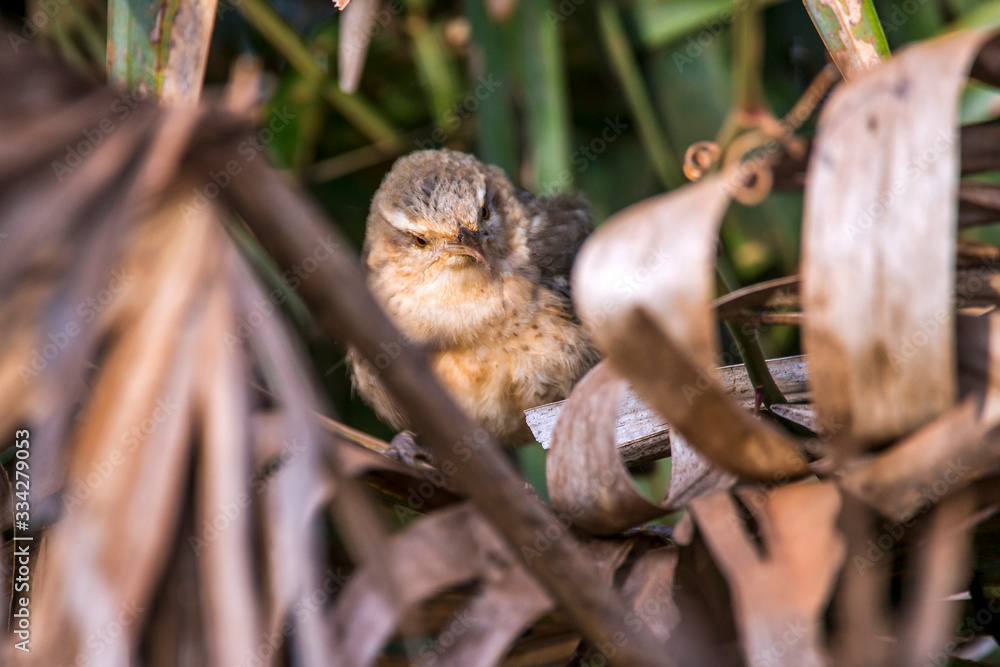 Thrush like Wren photographed in Corumba, Mato Grosso do Sul. Pantanal Biome. Picture made in 2017. Thrush like Wren photographed in Corumba, Mato Grosso do Sul. Pantanal Biome. Picture made in 2017.