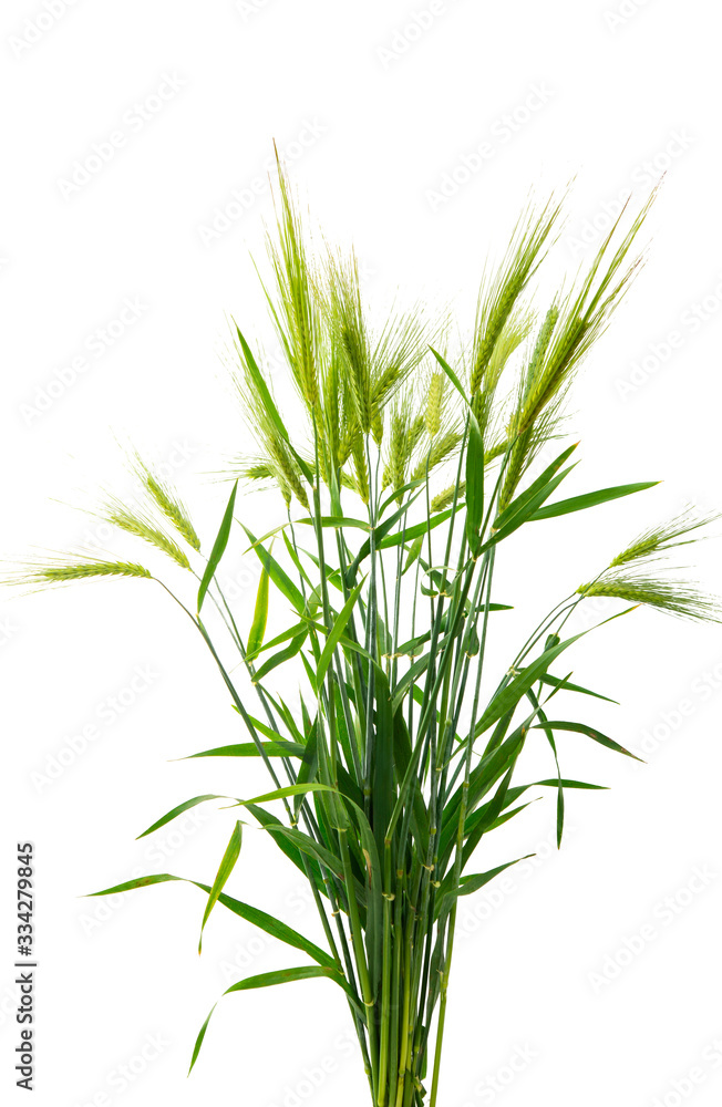 green ears of wheat isolated