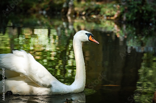 Mute Swan feeding and walking on rocks by pond in wildlife refuge in Rome Georgia.