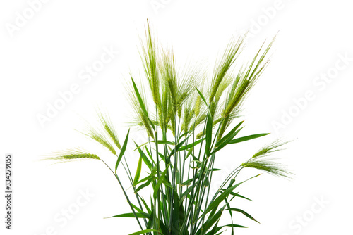 green ears of wheat isolated