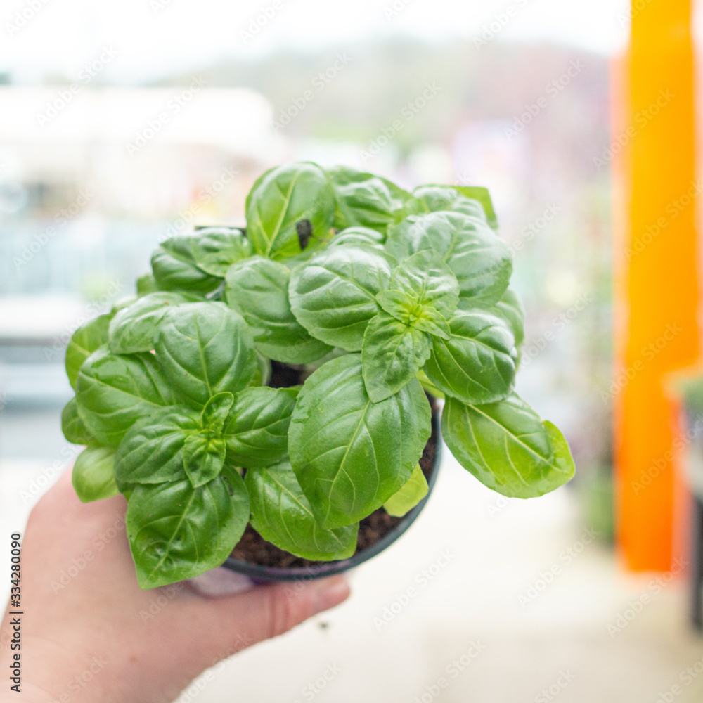 Obraz premium Herb Starts