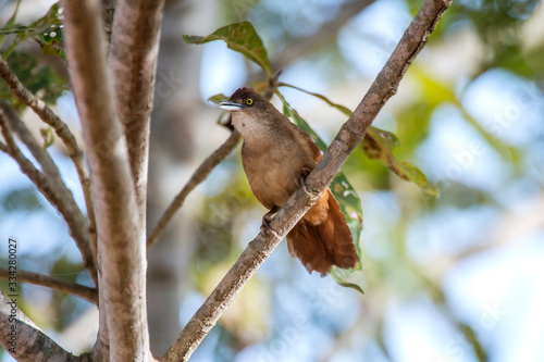 Greater Thornbird photographed in Corumba, Mato Grosso do Sul. Pantanal Biome. Picture made in 2017. photo