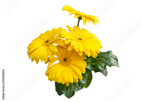 Valokuva African camomile isolated