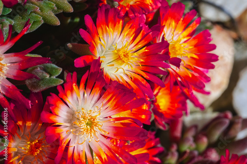 Lampranthus with its orange blossoms open © GaiBru Photo