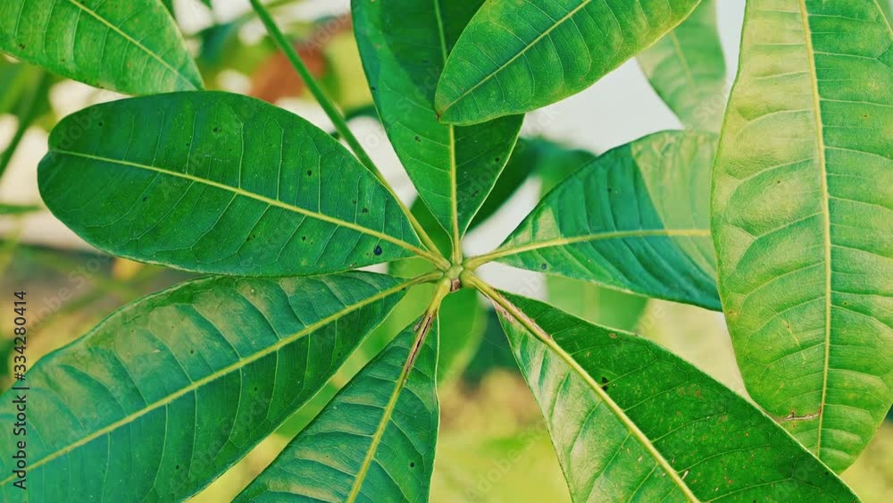 Green Leaves of The Pachira Acquatica Tree (Lucky Money Tree aka Guiana Chestnut) Blowing In The Breeze On A Sunny Afternoon Green Leaves of The Pachira Acquatica Tree (Lucky Money Tree aka Guiana Chestnut) Blowing In The Breeze On A Sunny Afternoon