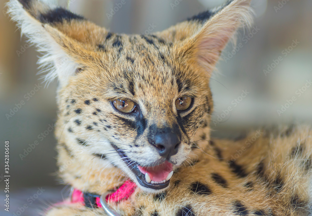 Fototapeta premium Portrait of macro shot on African Serval (Leptailurus serval)