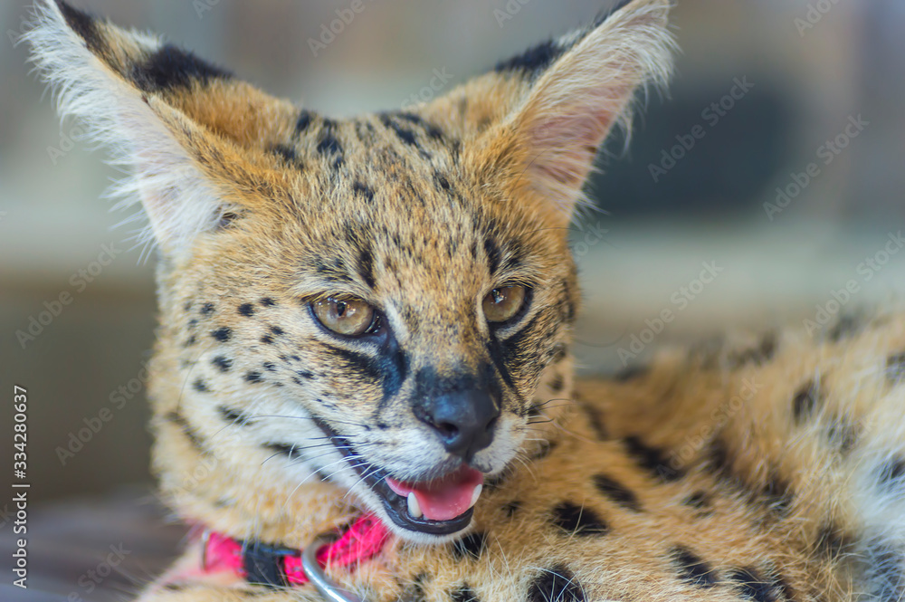 Obraz premium Portrait of macro shot on African Serval (Leptailurus serval)