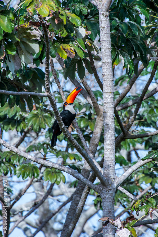 Toco Toucan photographed in Corumba, Mato Grosso do Sul. Pantanal Biome. Picture made in 2017. Toco Toucan photographed in Corumba, Mato Grosso do Sul. Pantanal Biome. Picture made in 2017.