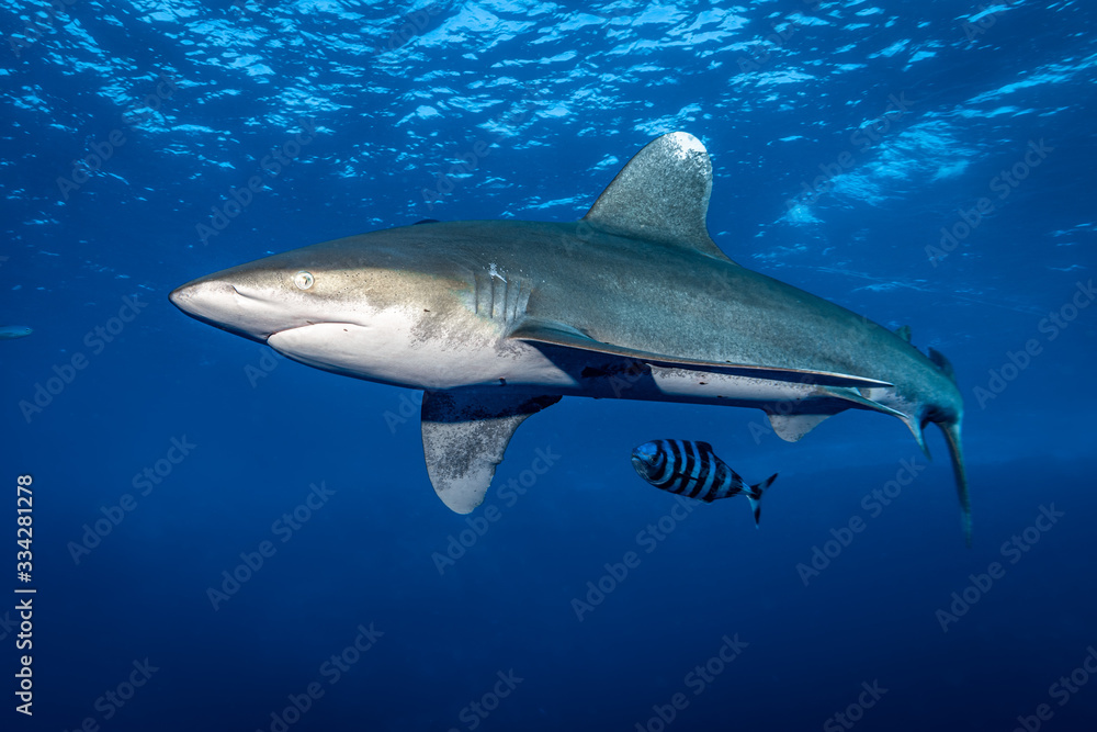 Obraz premium Hai Longimanus am Big Brother Riff im Roten Meer in Ägypten