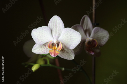 Blossom white-pink mini Phalaenopsis Orchid