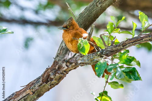 Rufous Cacholote photographed in Corumba, Mato Grosso do Sul. Pantanal Biome. Picture made in 2017. photo
