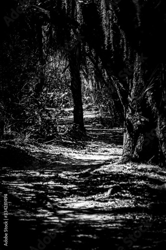 Black and White Abstract Path through Trees © sean