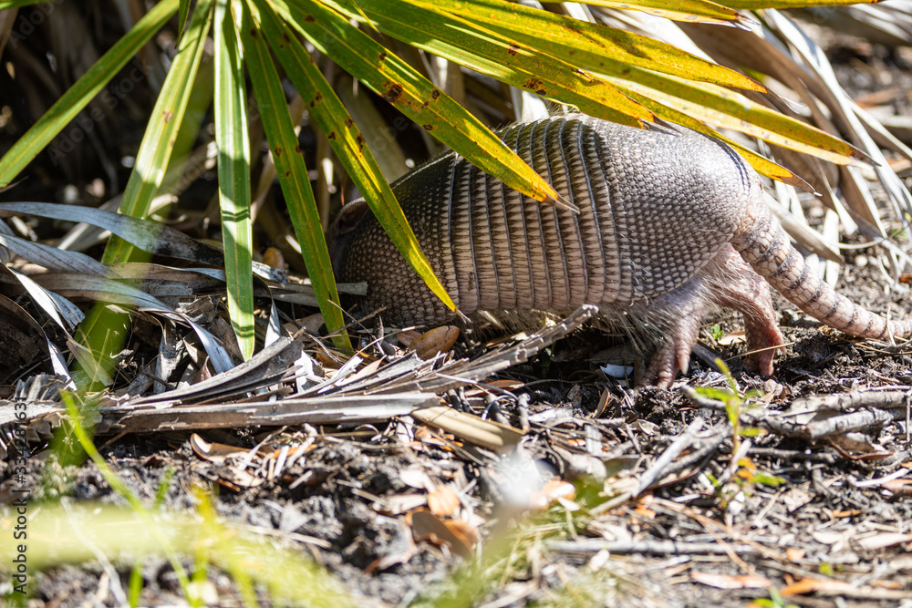 Fototapeta premium Nine Banded Armadillo Forages for food