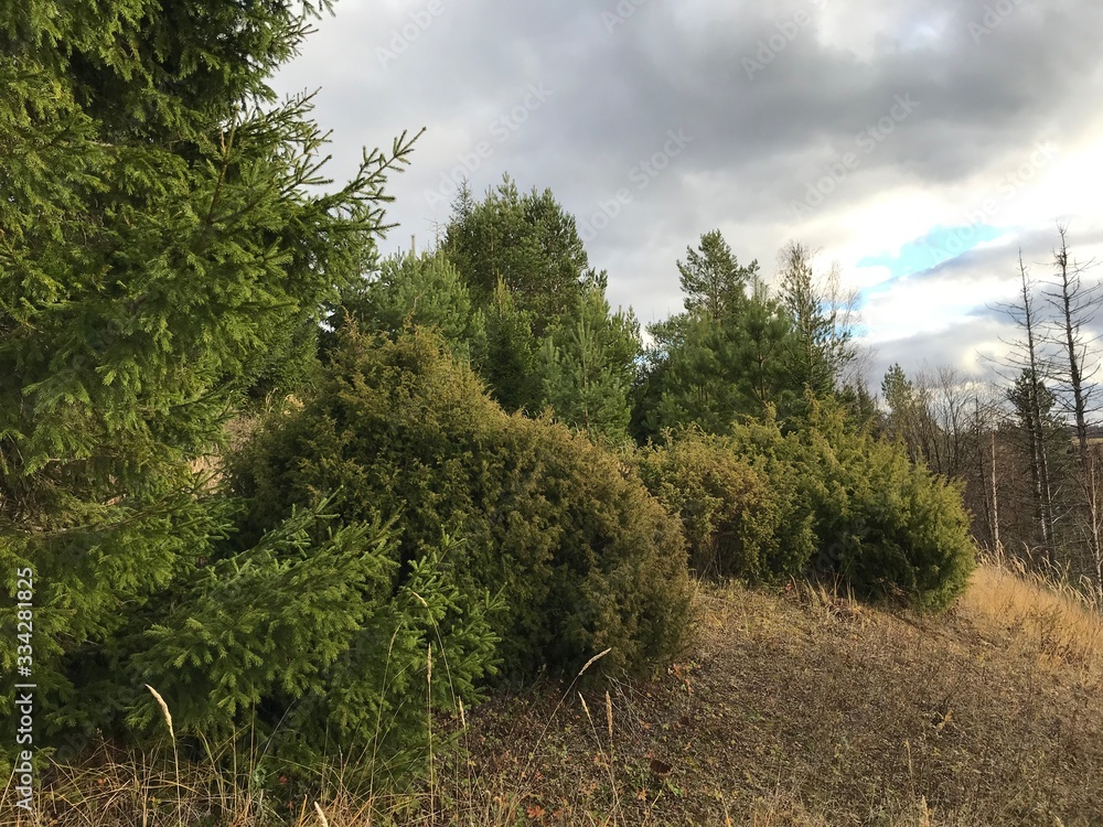 Obraz premium trees in forest