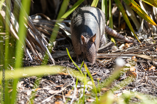Nine Banded Armadillo Forages for food