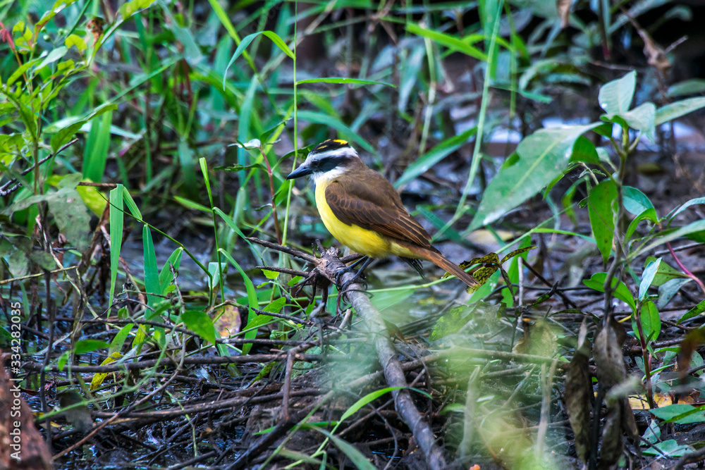 Bird photographed in Corumba, Mato Grosso do Sul. Pantanal Biome. Picture made in 2017. Bird photographed in Corumba, Mato Grosso do Sul. Pantanal Biome. Picture made in 2017.