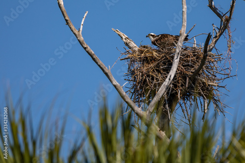 Osprey sits in nest in tree
