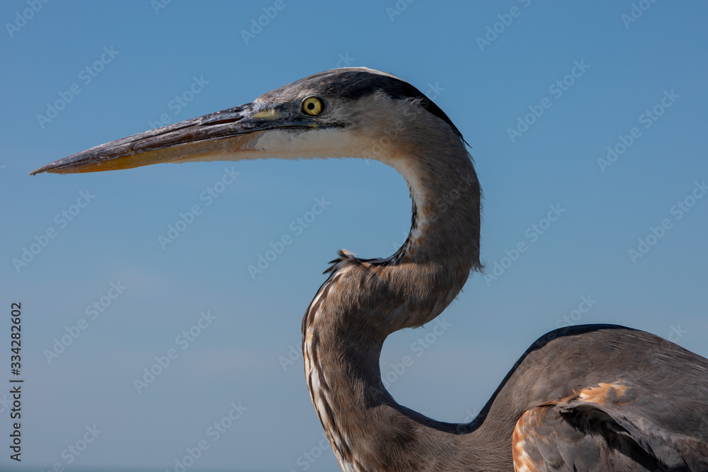 Fototapeta premium Great Blue Heron close up