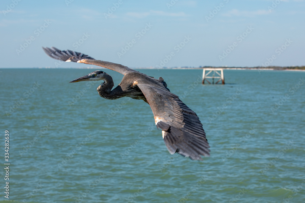 Naklejka premium Great Blue Heron in Flight