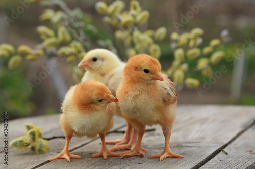 Three chicken - two fox chicken and one broiler on a wooden background with branches of a blossoming willow © Svitlana