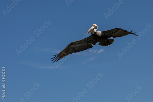 Pelican flying in a perfect blue sky