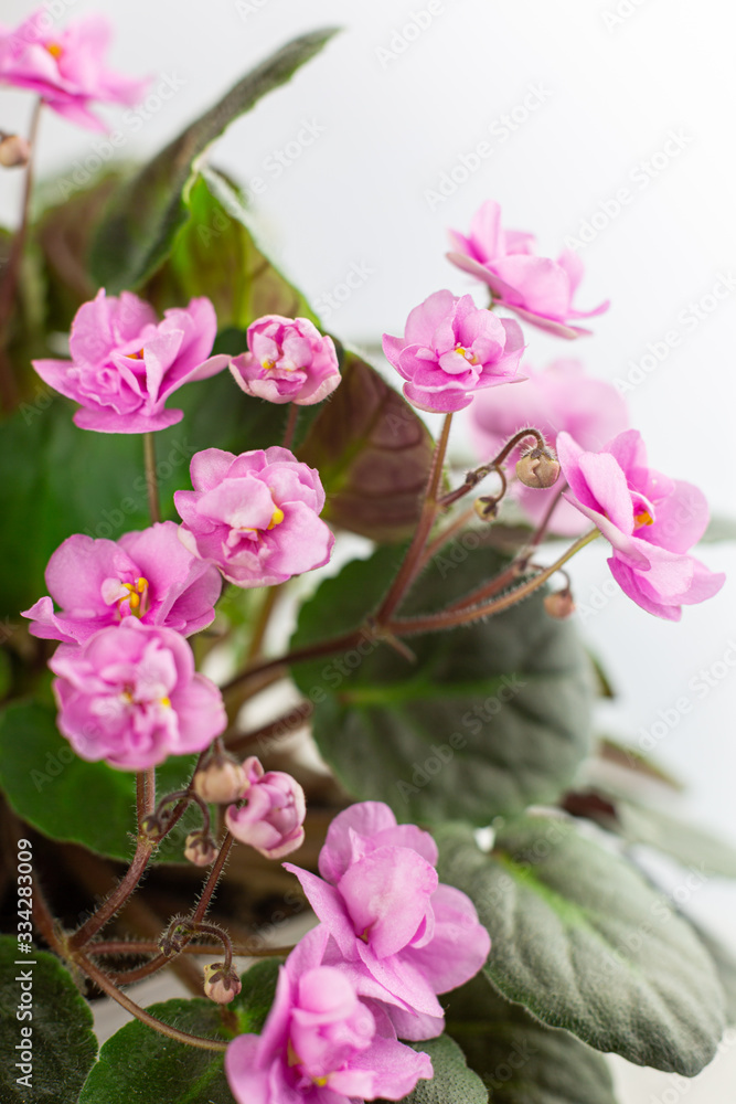 Beautiful violets. Senpolia. Flowering period. Houseplants. Hobby. Beautiful violets. Senpolia. Flowering period. Houseplants. Hobby.