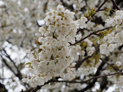 Merisier ou cerisier des oiseaux (Prunus avium), grand arbre d'ornement à floraison blanche de fleurettes en grappes sur des rameaux brun foncé photo