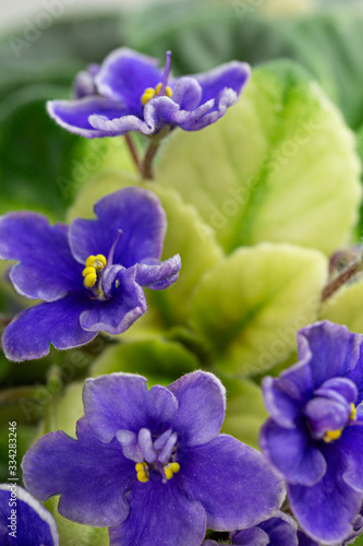 Beautiful violets. Senpolia. Flowering period. Houseplants. Hobby.