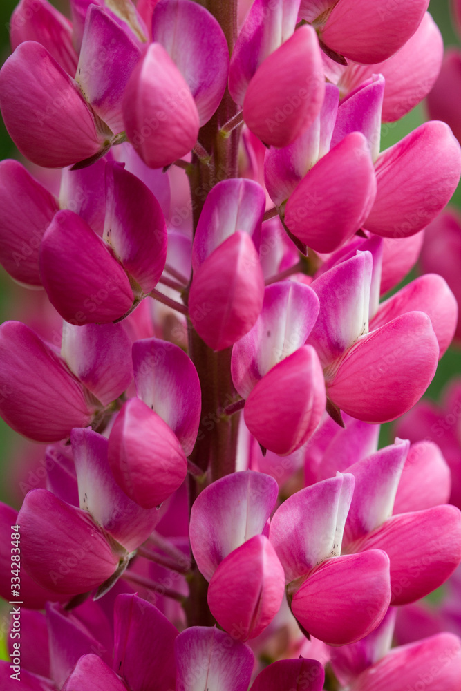 Fototapeta premium Lupins