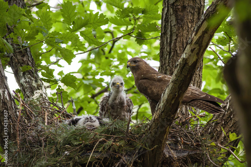 Family of common buzzard, buteo buteo, with adult and little chicks sitting on nest in treetop. Bird of prey together in spring forest. Wild animal baby with mother in nature. photo