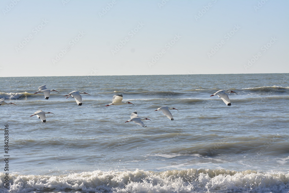 Birds Surf