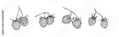 Hand drawn razz berry collection. Sketch style vector illustration. Black isolated botanical vector illustration on white background