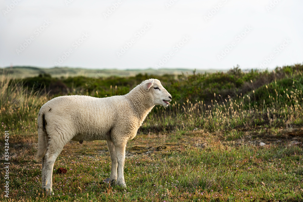 Lamb alone on pasture on Sylt island at North sea Lamb alone on pasture on Sylt island at North sea