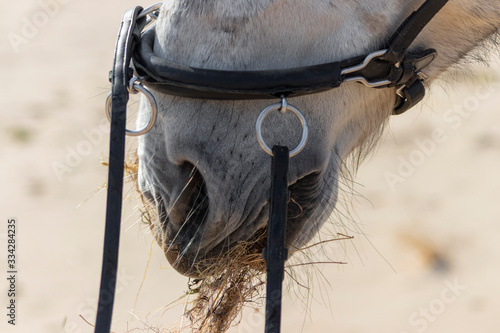 Grey horse mouth eating hay in cavesson bridle in summer day outside. photo