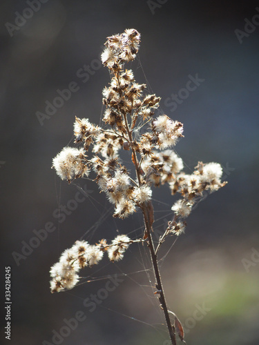A fluffy inflorescence of grass with threads of cobwebs in the rays of the bright, spring sun. Close-up, macro photo, blurry background.