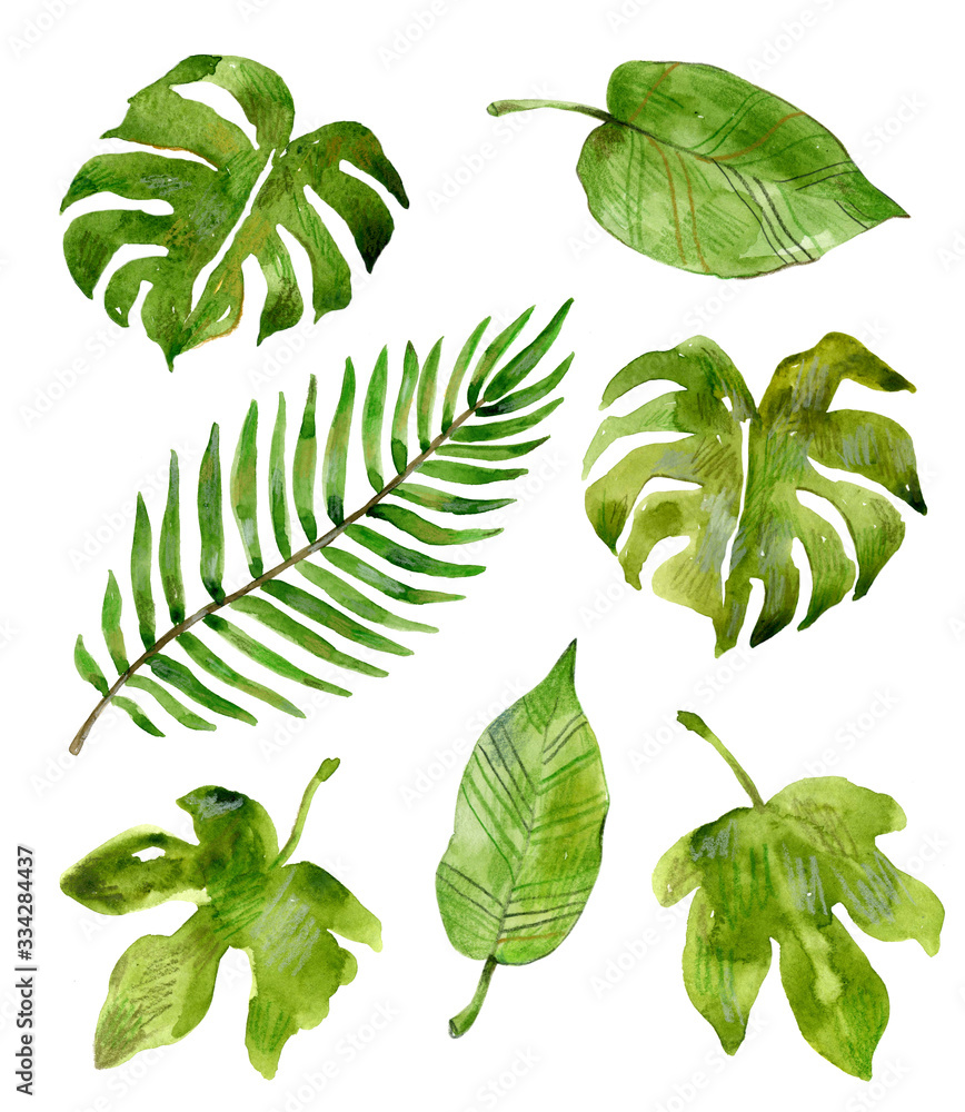 Watercolor tropical plants: monstera, fig, palm. Hand drawn illustration isolated on white background. Set of green leaves. - obrazy, fototapety, plakaty 