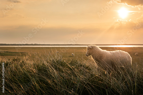 Fotografie, Obraz White lamb in tall grass at sunrise on Sylt island