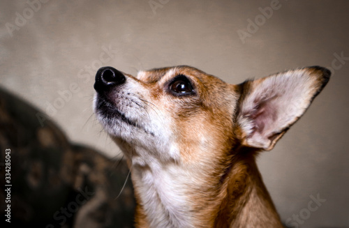 chihuahua dog portrait © Anastasiykar