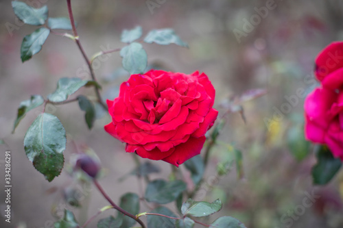 red rose in the garden