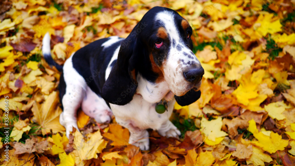 Pies Basset Hound stoi wśród jesiennych liści. Zabawa z psem jesienią. Opadłe liście, żółte, czerwone, suche. Widok jesieni. Smutny, jesienny pies. - obrazy, fototapety, plakaty 