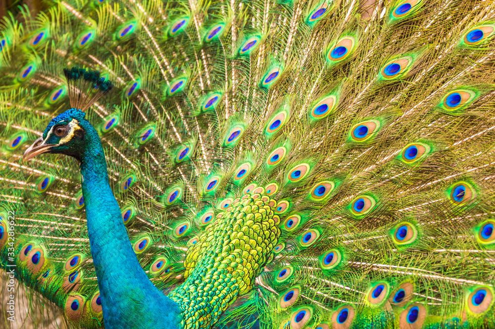 Obraz premium Portrait of Peacock with Feathers Out