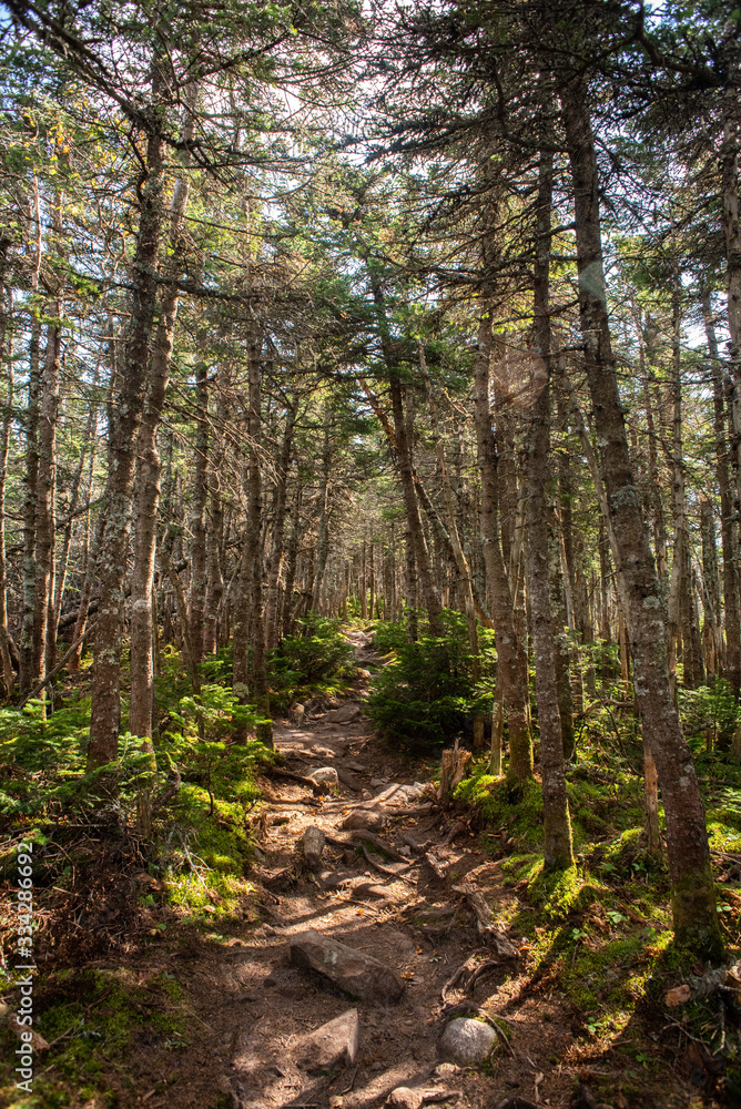 Fototapeta premium forest hiking trail