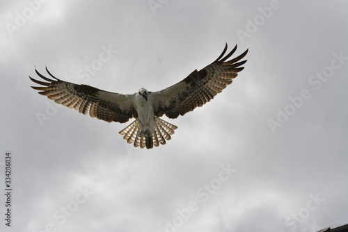 Osprey  in flight