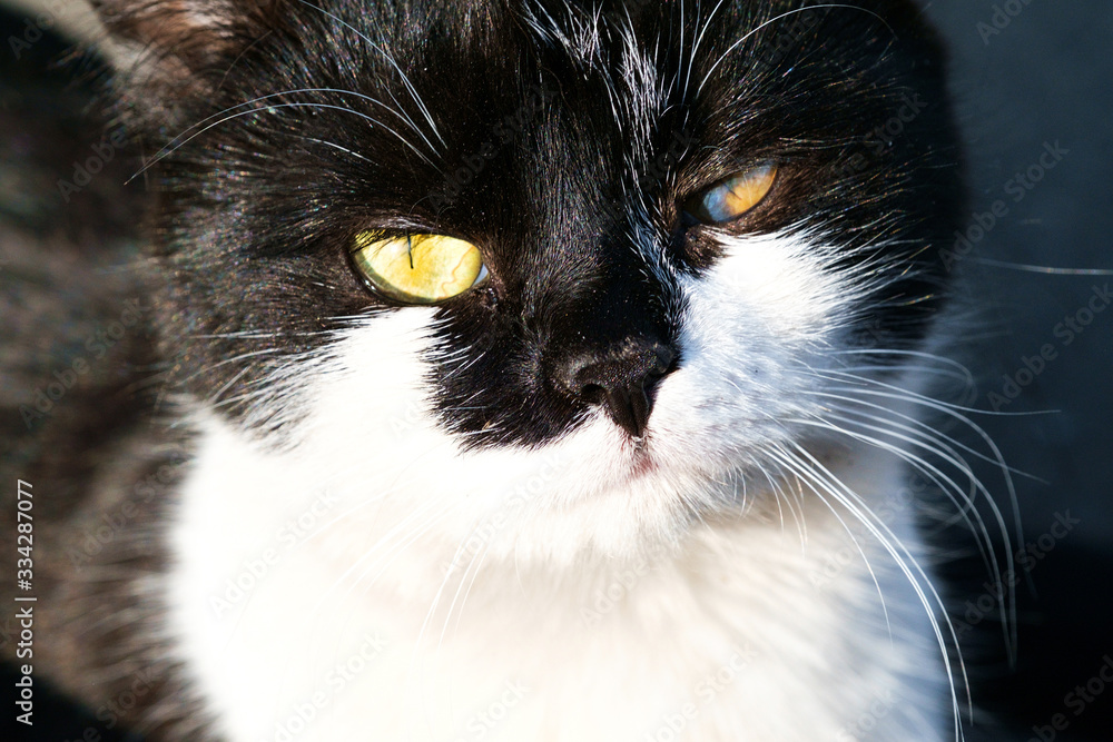 portrait of a black and white  cat