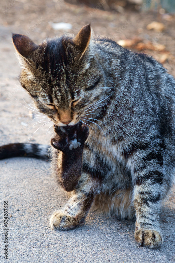 Obraz premium portrait of a cat